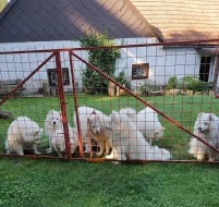 SAMOJED štěňátka s PP
