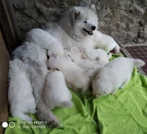 SAMOJED štěňátka s PP