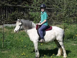 Snižujeme stavy - welsh mountain pony