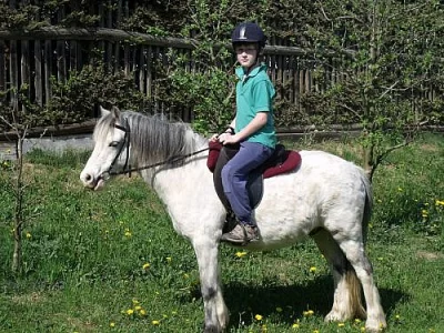 Snižujeme stavy - welsh mountain pony