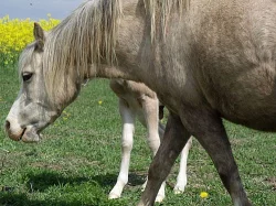 Snižujeme stavy - welsh mountain pony