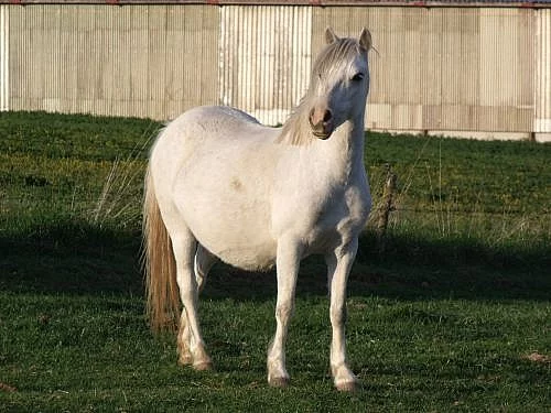 Snižujeme stavy - welsh mountain pony