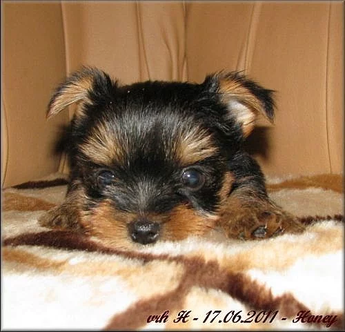 Yorkshire terrier - pejsci PP