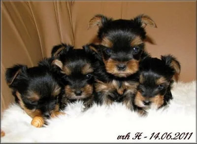 Yorkshire terrier - pejsci PP