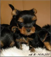Yorkshire terrier - pejsci PP