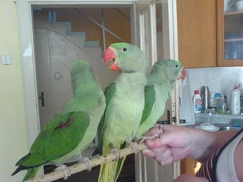 Prodám ochočené alexandry velké