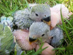 Agapornis růžohrdlý