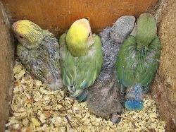 Agapornis růžohrdlý