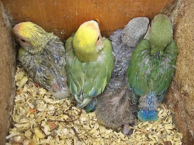 Agapornis růžohrdlý