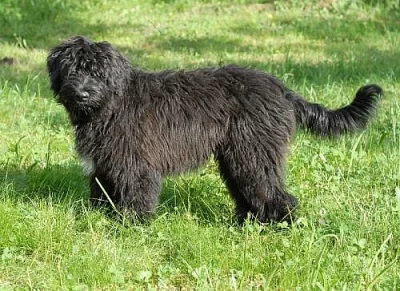 Flanderský bouvier - štěně