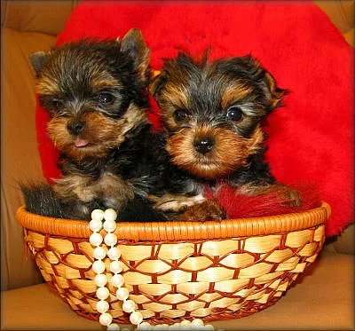 Yorkshire terrier