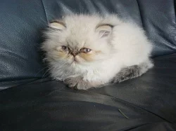 perská koťátka