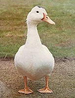 Jatečná drůbež z výběhového chovu