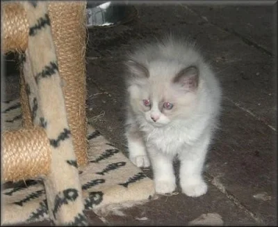 koťátka Ragdoll s PP