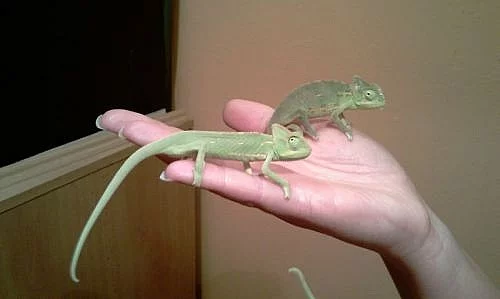 Chameleon Jemenský