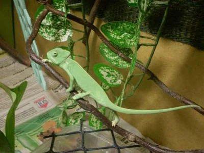 Chameleon Jemenský