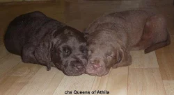 Chesapeake Bay Retriever