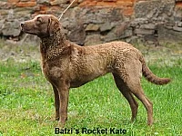 Chesapeake Bay Retriever