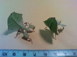 Prodám Phyllium giganteum