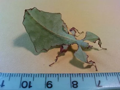 Prodám Phyllium giganteum