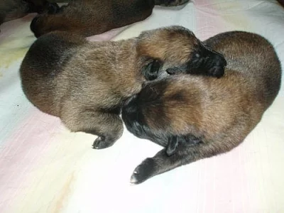 Belgický ovčák-Malinois