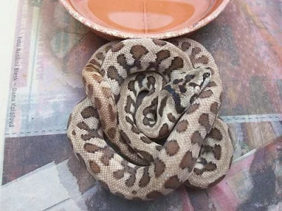 Krajty Morelia spilota ssp. -  jaguary