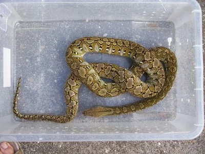 Zakrslé krajty Python reticulatus (superdwarf) -