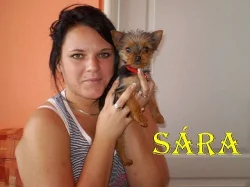 Prodám jorkšírského teriéra (mini)