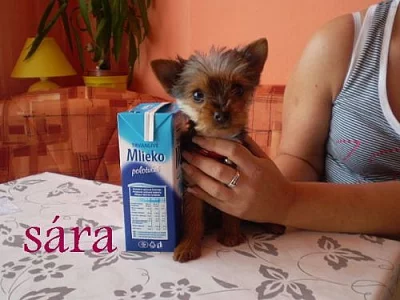Prodám jorkšírského teriéra (mini)