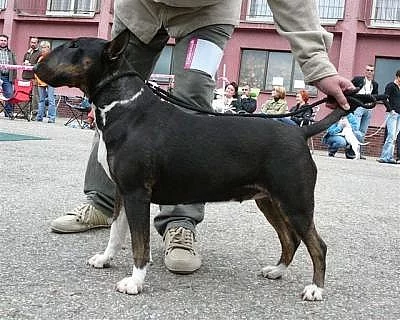 Bulterier s pp štěňátka