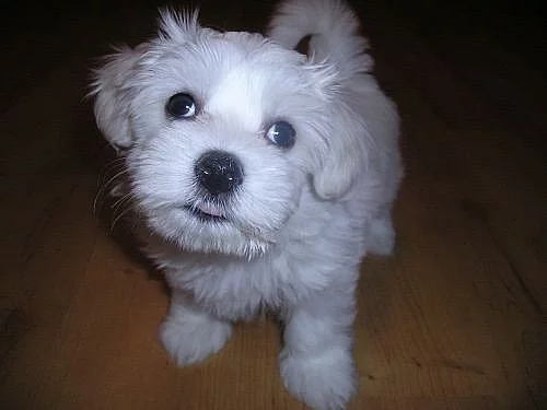 Maltézáček, maltézský psík – čistokrevná štěňata b