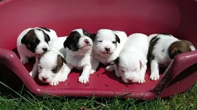 Jack Russell terier