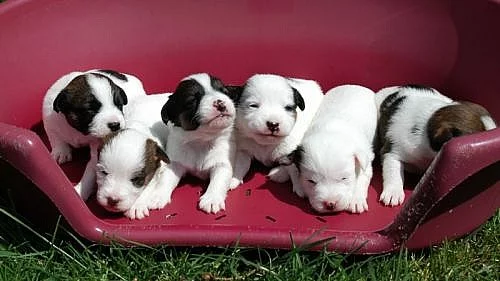 Jack Russell terier