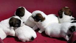 Jack Russell terier