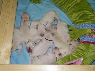 GOLDEN RETRIEVER - krásná krémová štěňátka s PP