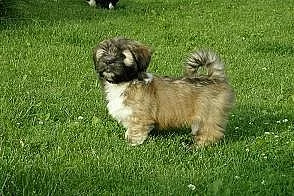 Štěňata Lhasa apso s PP