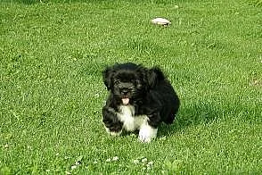 Štěňata Lhasa apso s PP