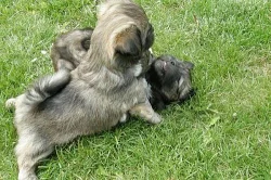 Štěňata Lhasa apso s PP