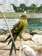 Papoušek kouřový (horský)