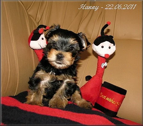 Yorkshire terrier