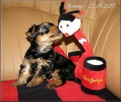 Yorkshire terrier