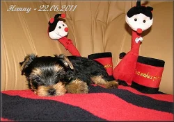 Yorkshire terrier