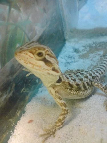 AGAMA VOUSATÁ-MLÁĎATA