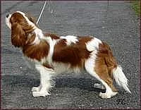 Kavalír king charles španěl s PP