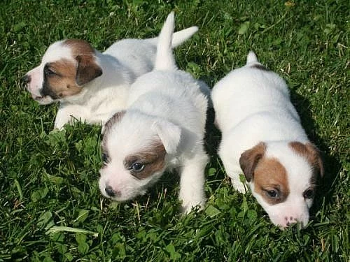 Jack russell terier