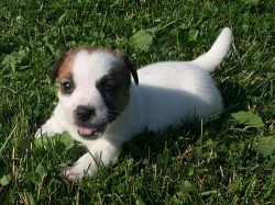 Jack russell terier