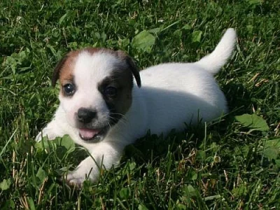 Jack russell terier