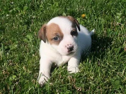 Jack russell terier