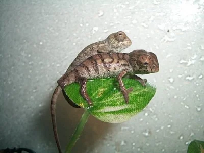 Chameleon pardali (Furcifer pardalis) Ambilobe F2
