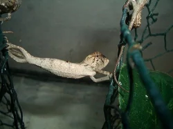 Chameleon pardali (Furcifer pardalis) Ambilobe F2